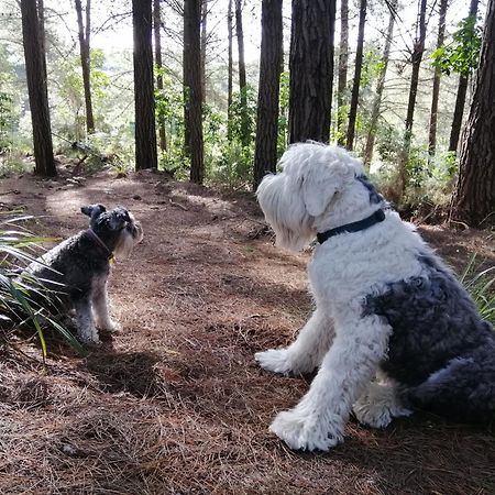 Beech Hill - Pet Friendly Holiday Home Tasman Bagian luar foto